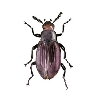 Fototapete Andere bug, Wasserfarbe, art, Käfer, farbenreich
