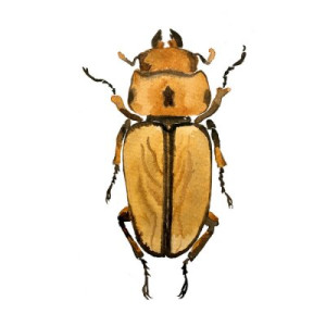 Fototapete Andere bug, Wasserfarbe, art, Käfer, farbenreich
