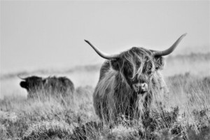 Fototapete Andere Tier, Kuh, Säugetier, Büffel, Natur