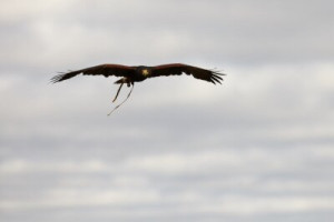 Fototapete Andere Vogel, Feder, hawk