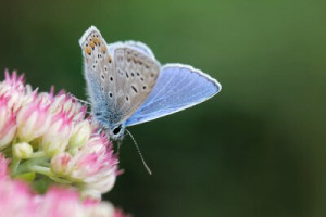 Fototapete gemeinsam, Schmetterling, stonecrop, männlich, Insekt