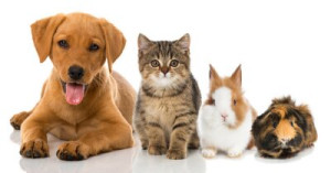 Fototapete Andere Tier, isoliert, cat, Hund, Welpen
