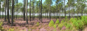 Fototapete Andere Natur, Sommer, lila, Heide, Heidekraut