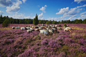 Fototapete Schaf, Ziege, Tier, Himmel, Cloud
