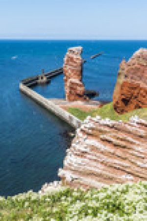 Fototapete Basstölpel, reisen, Urlaub, Friesisch, aquatischen