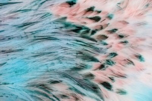 Fototapete Andere Schönheit, Textur, Hintergrund, braun, Element