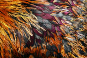 Fototapete Andere Schönheit, Textur, Hintergrund, abstrakt, braun