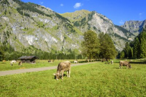 Fototapete Andere Natur, Tier, isoliert, lächelnd, Herde