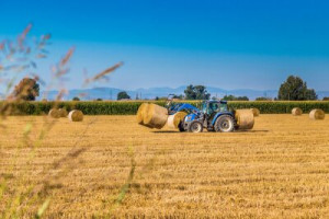 Fototapete Andere Gold, gelb, Hintergrund, Natur, Landwirtschaft