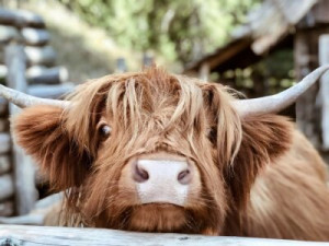 Fototapete Andere Kuh, Rinder, Tier, Bauernhof, Kalb