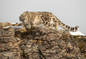 Fototapete Andere Leopard, cat, Tier, Räuber, wilde