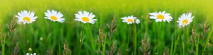 Fototapete Blume, Daisy, close-up, Sommer, Garten