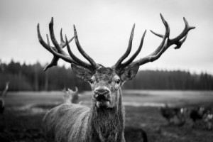 Fototapete Andere schwarz, Tier, Tierwelt, weiß, Feld