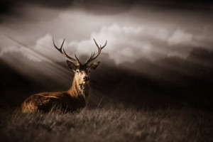 Fototapete Andere Natur, Tier, Tierwelt, Sonnenlicht, Hirsche