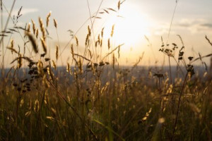 Fototapete Andere Natur, Feld, Berg, Licht, Sonne