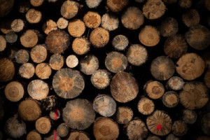 Fototapete einloggen, Stamm, Holz, Wald, Forstwirtschaft