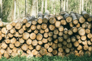 Fototapete Holz, Natur, Wald, stapeln, geschnitten