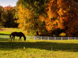 Fototapete Pferd, Tier, Bauernhof, Gras, Feld