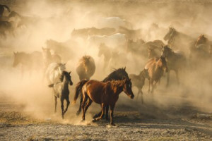 Fototapete Andere Pferd, Tier, Feld, Natur, Bauernhof