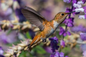 Fototapete Andere Vogel, Kolibri, Natur, Tierwelt, fliegend