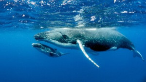 Fototapete Andere Wasser, Meer, Ozean, Unterwasser, dolphin