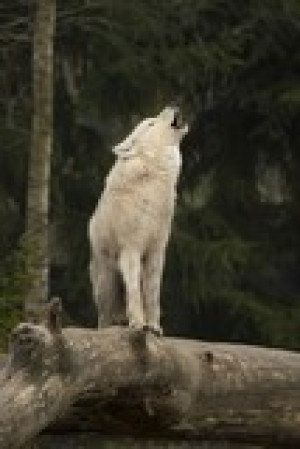 Fototapete Andere Natur, Tier, weiß, Angst, wilde