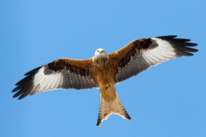 Fototapete Andere Vogel, Himmel, fliegend, fliegen, Flügel