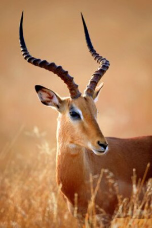 Fototapete Andere Natur, im Freien, Tier, Tierwelt, close-up