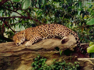 Fototapete Andere Katzen, Säugetier, regen, Jaguar, Fleischfresser