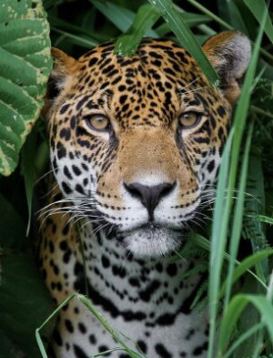 Fototapete Andere Tier, Tierwelt, wilde, cat, Jaguar