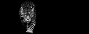 Fototapete Andere Jaguar, Tier, Tierwelt, cat, wilde