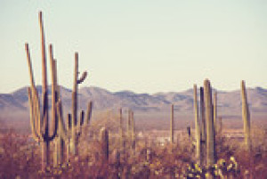 Fototapete Andere Amerika, Blüte, Kaktus, dawn, Wüste