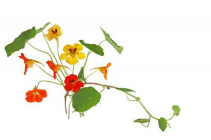Fototapete Andere red, gelb, Natur, Sommer, isoliert