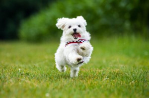 Fototapete Andere Malteser, Hund, laufen, springen, Fuß
