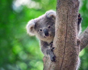 Fototapete Andere Koala, Tier, australien, Baum, tragen