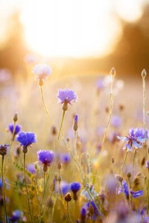 Fototapete Andere Schönheit, Hintergrund, Natur, close-up, Feld