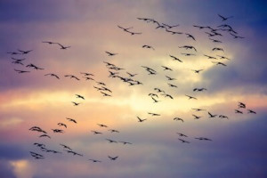 Fototapete Vogel, Himmel, fliegend, Herde, fliegen