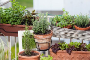 Fototapete Andere Natur, im Freien, Lebensmittel, gesund, grün