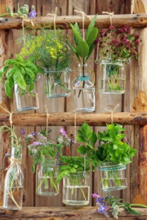 Fototapete Natur verwitterten, gesund, grün, frisch, Glas