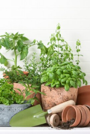 Fototapete Andere Lebensmittel, gesund, grün, frisch, raw