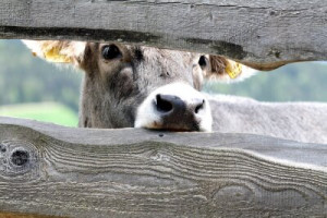 Fototapete Andere Natur, Bauernhof, gesund, Milch, grau