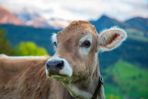 Fototapete Kuh, Kalb, Leiter, lustig, Frühling
