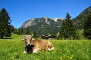 Fototapete Andere Natur, Bauernhof, Berg, Gras, Landwirtschaft