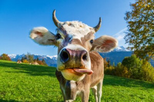 Fototapete Kuh, alpen, Herbst, montieren, Landschaft