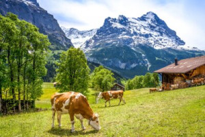 Fototapete Andere Lebensmittel, grün, niemand, Wiese, Landwirtschaft