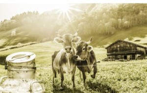 Fototapete Andere Kuh, Alpen, montieren, Churn, Horn