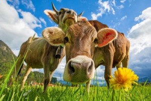 Fototapete Andere Kuh, Kalb, alpen, lustig, Frühling