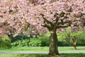 Fototapete Andere Geburt, Schönheit, rosa, braun, Natur
