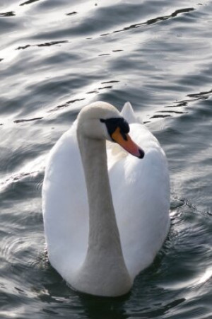 Fototapete Andere Schönheit, Eleganz, elegant, ansehen, Tier