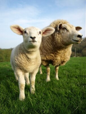 Fototapete Andere junge, Natur, Landwirtschaft, Bauernhof, Sommer